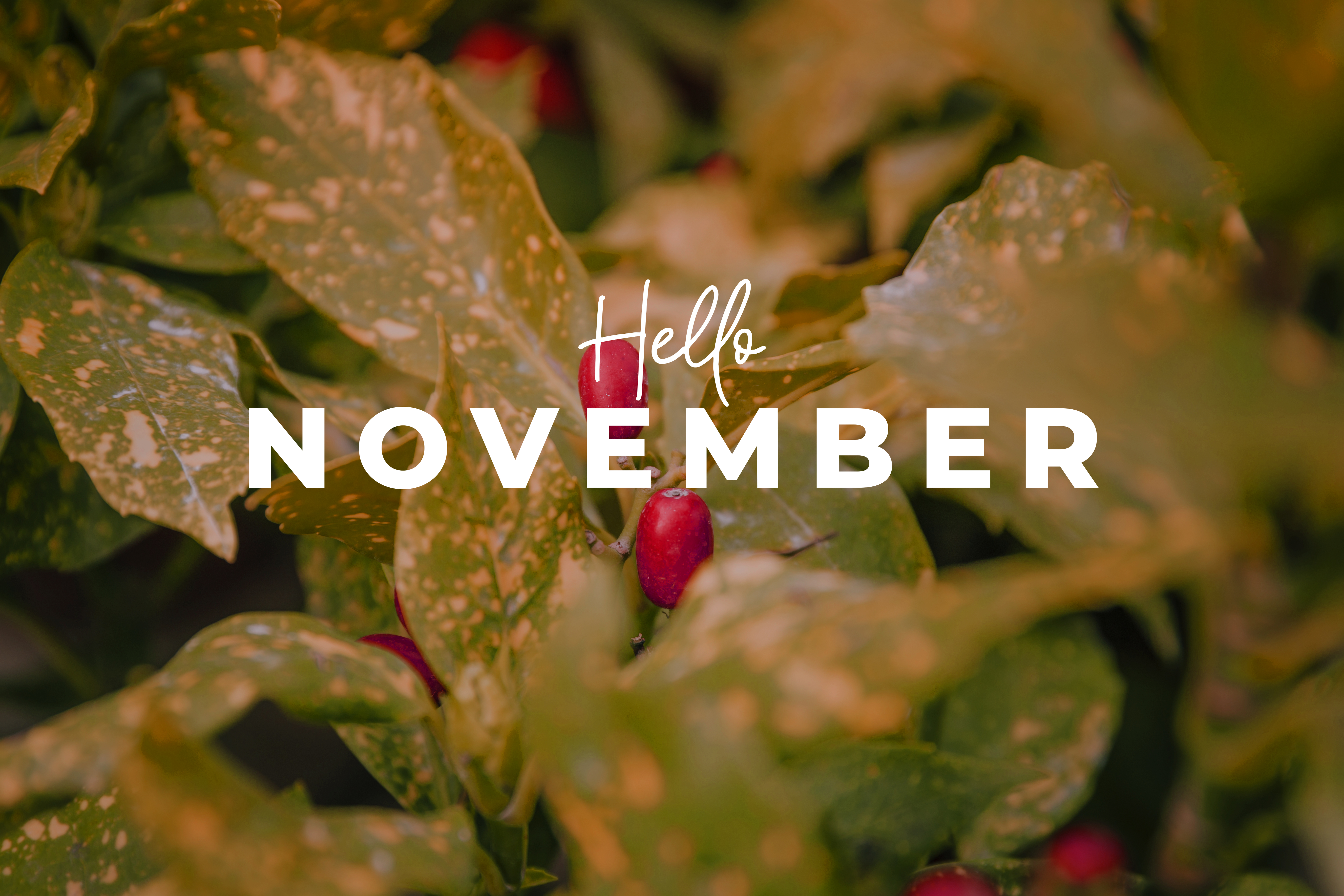 Blog post image: 🍂 November Wellness: A Month to Slow Down, Reflect, and Renew